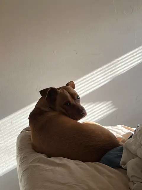 Cozy morning light and a curious pup.